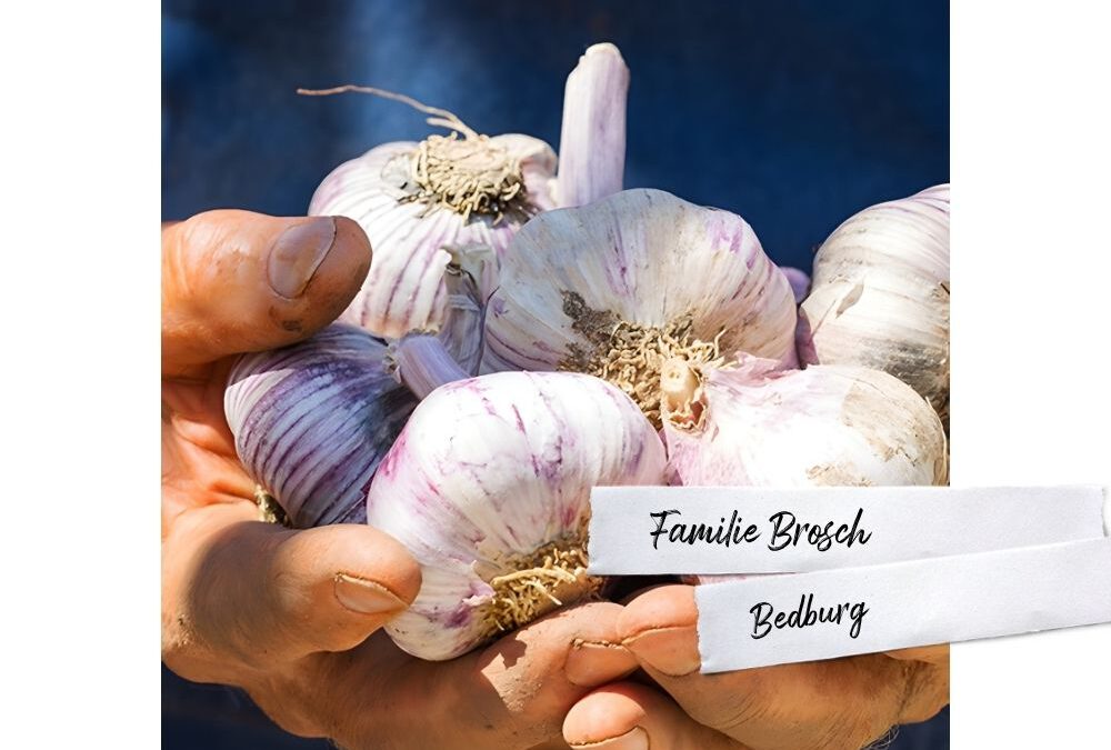 Knoblauch