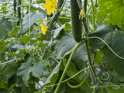 Salatgurken 03
